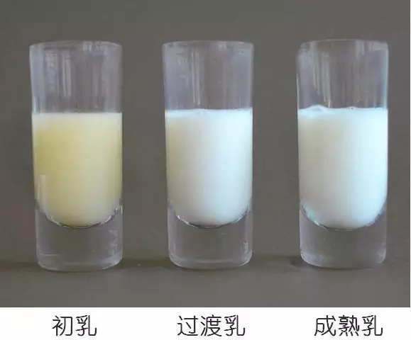 母乳營養成分檢測