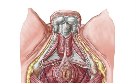 產后盆底肌修復