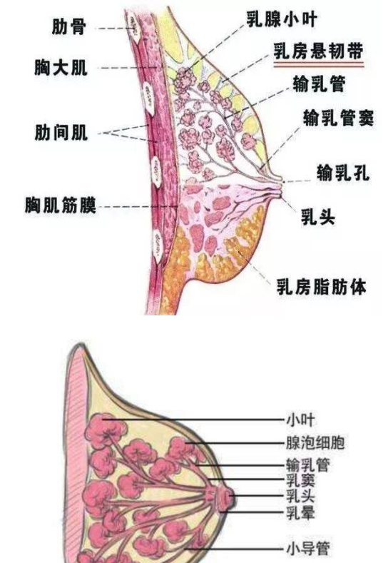 母乳喂養